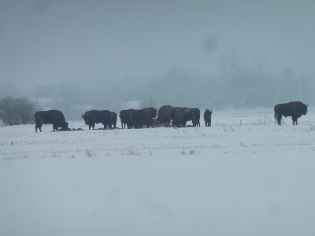 Pokoje Goscinne ”Zubr” Białowieża Esterno foto